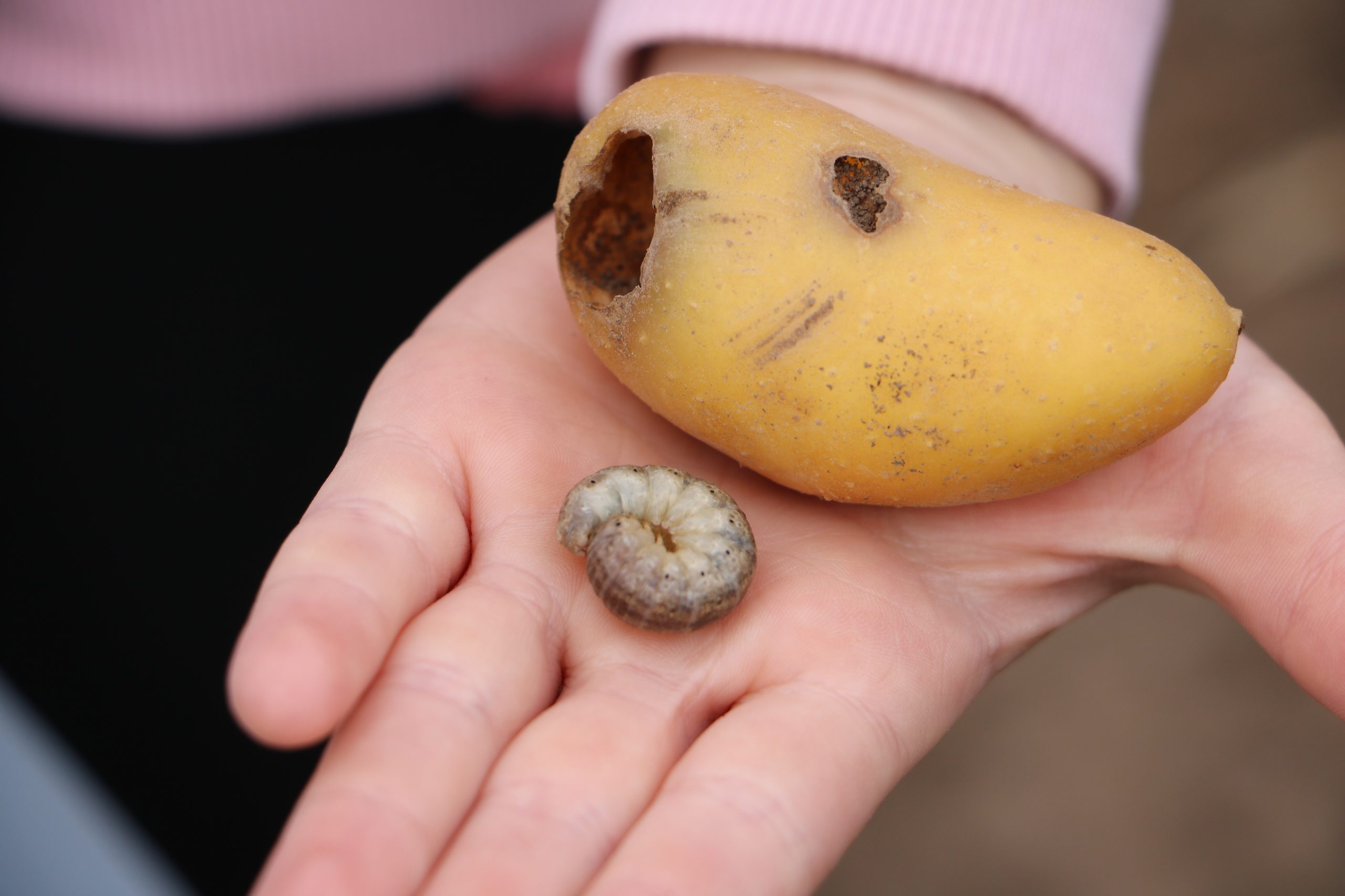 Wo kommen denn die Pommes her?